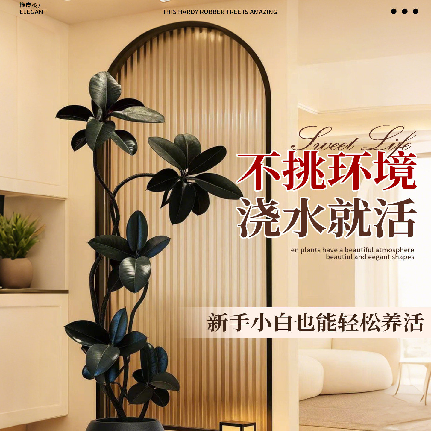 黑金刚橡皮树客厅大盆栽造型室内大型绿植四季好养阳台办公室植物,淘宝优惠券,粉丝福利购,淘宝优惠卷