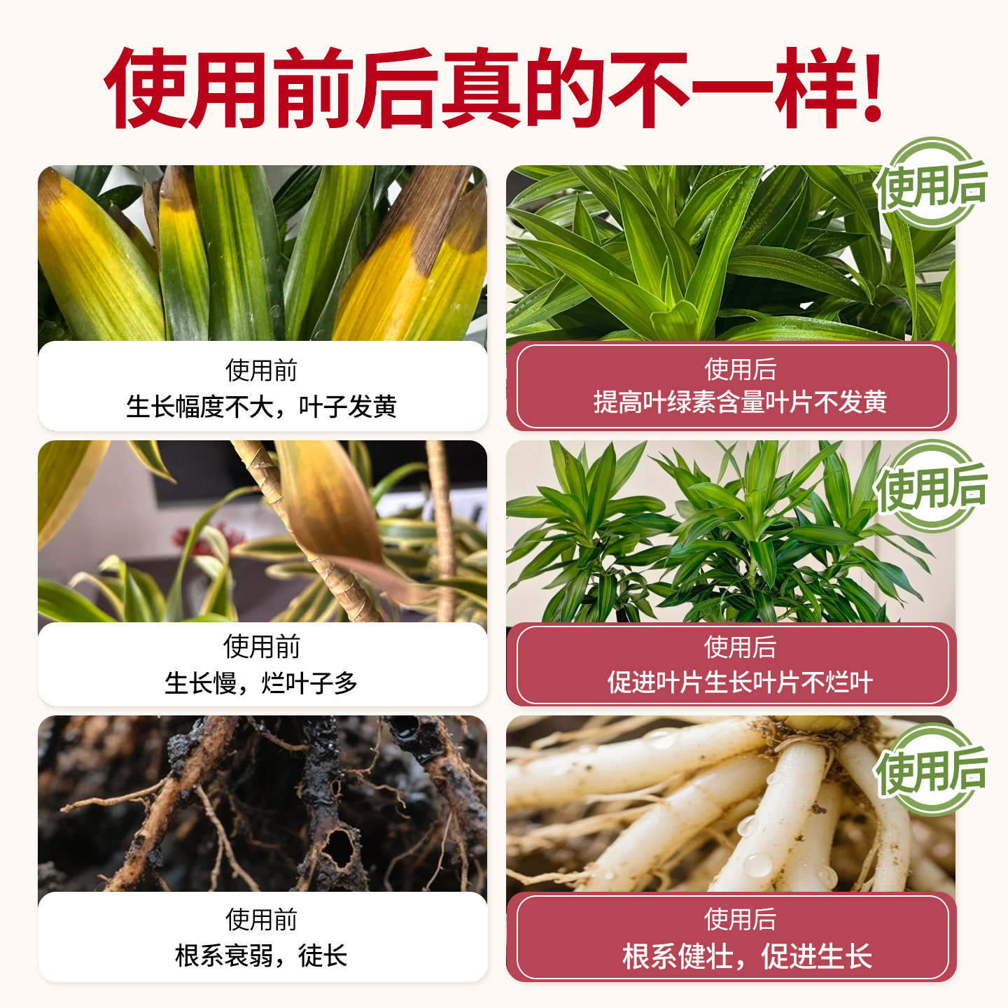 百合竹专用营养液金边百合竹专用肥料专治叶子发黄养护绿植水溶肥,淘宝优惠券,粉丝福利购,淘宝优惠卷