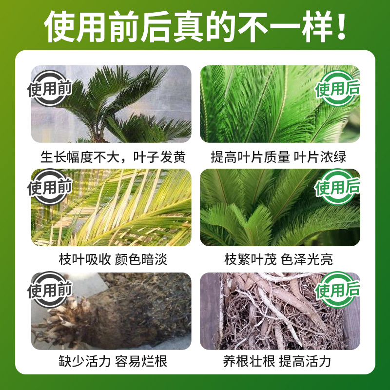 坤宁王铁树专用肥料营养液室内盆栽植物营养液通用型治叶子发黄 - 图3