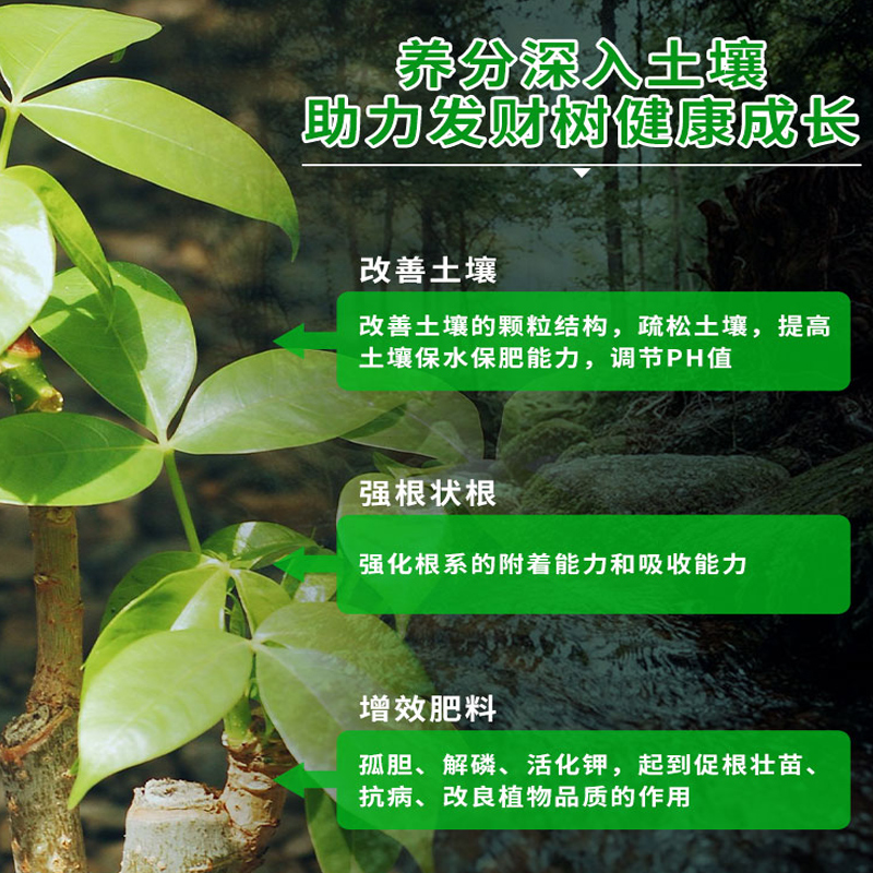 发财树营养液肥料专用肥室内盆栽植物活力素专治叶子发黄掉叶烂根