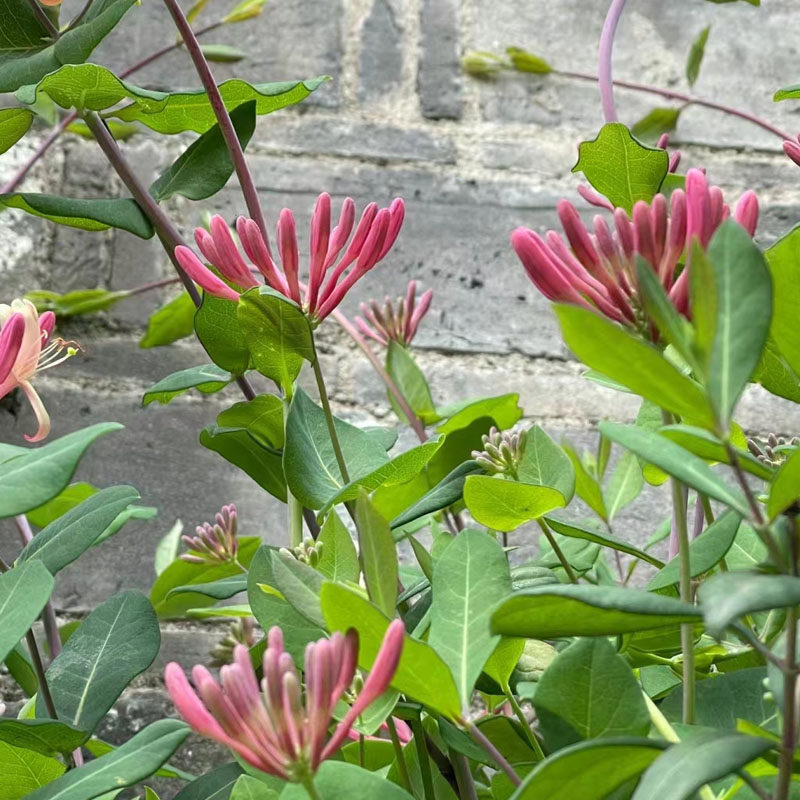 五彩金银花黄白金银花浓香盆栽花卉藤本爬藤攀援耐寒开花植物花,淘宝优惠券,粉丝福利购,淘宝优惠卷