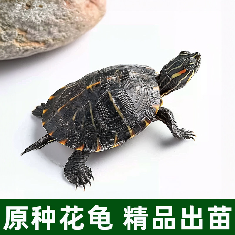 纯正珍珠龟长寿观赏龟好养耐活宠物中华花龟六线草龟情侣活体乌龟,淘宝优惠券,粉丝福利购,淘宝优惠卷