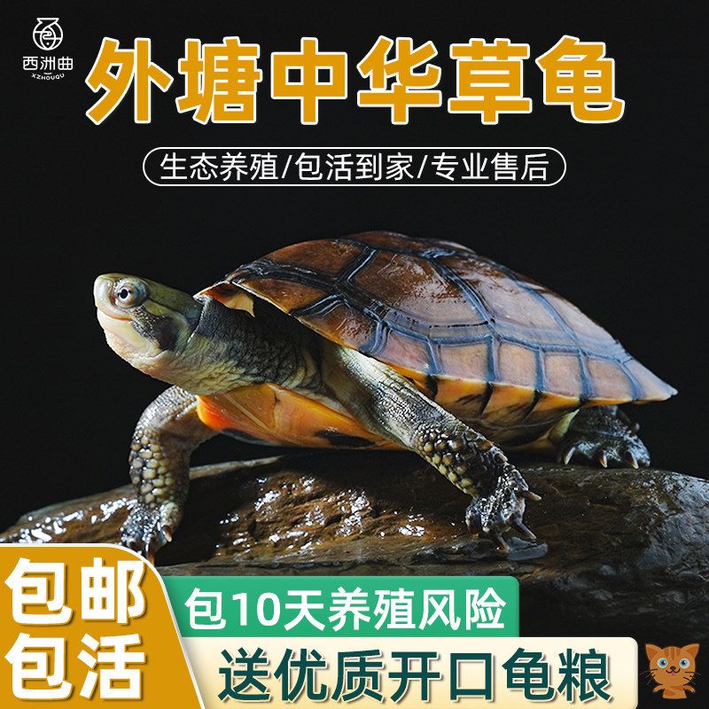 中华草龟活体小乌龟宠物观赏龟金线龟好养耐活长寿龟活物草龟苗,淘宝优惠券,粉丝福利购,淘宝优惠卷