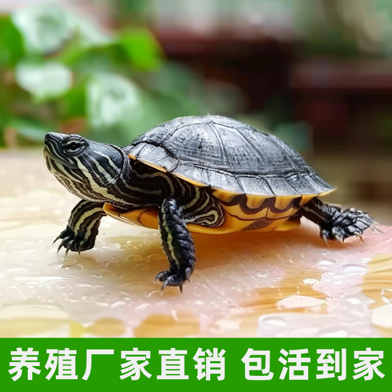 纯正珍珠龟长寿观赏龟好养耐活宠物中华花龟六线草龟情侣活体乌龟,淘宝优惠券,粉丝福利购,淘宝优惠卷
