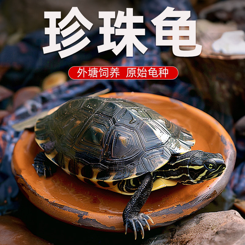 纯正珍珠龟长寿观赏龟好养耐活宠物中华花龟六线草龟情侣活体乌龟,淘宝优惠券,粉丝福利购,淘宝优惠卷