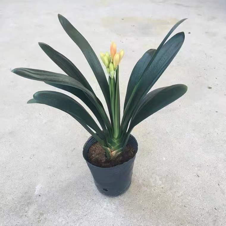 四季君子兰盆栽室内带花苞花卉植物精品室内绿植好养圆头和尚常青 - 图2