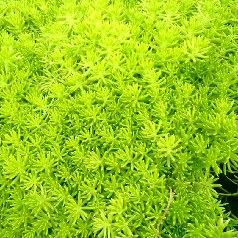 佛甲草地皮花镜草坪花园庭院常绿耐热景观地被植物