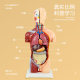 Children's version of removable body viscera anatomical model