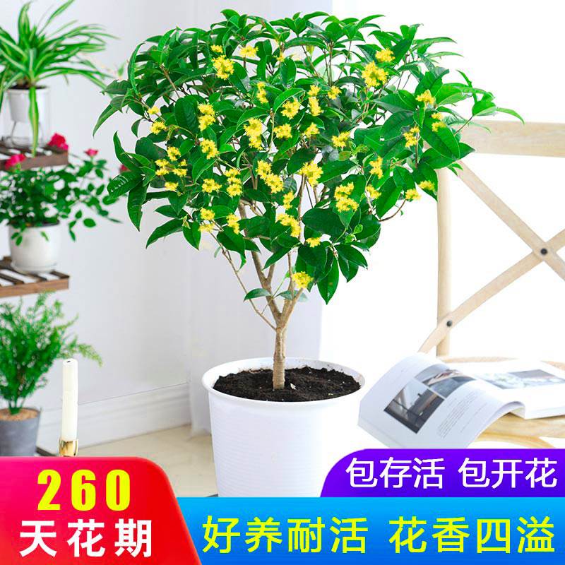 桂花树苗盆栽庭院室内植物金丹桂浓香型花卉四季开花好养易活盆景 - 图1