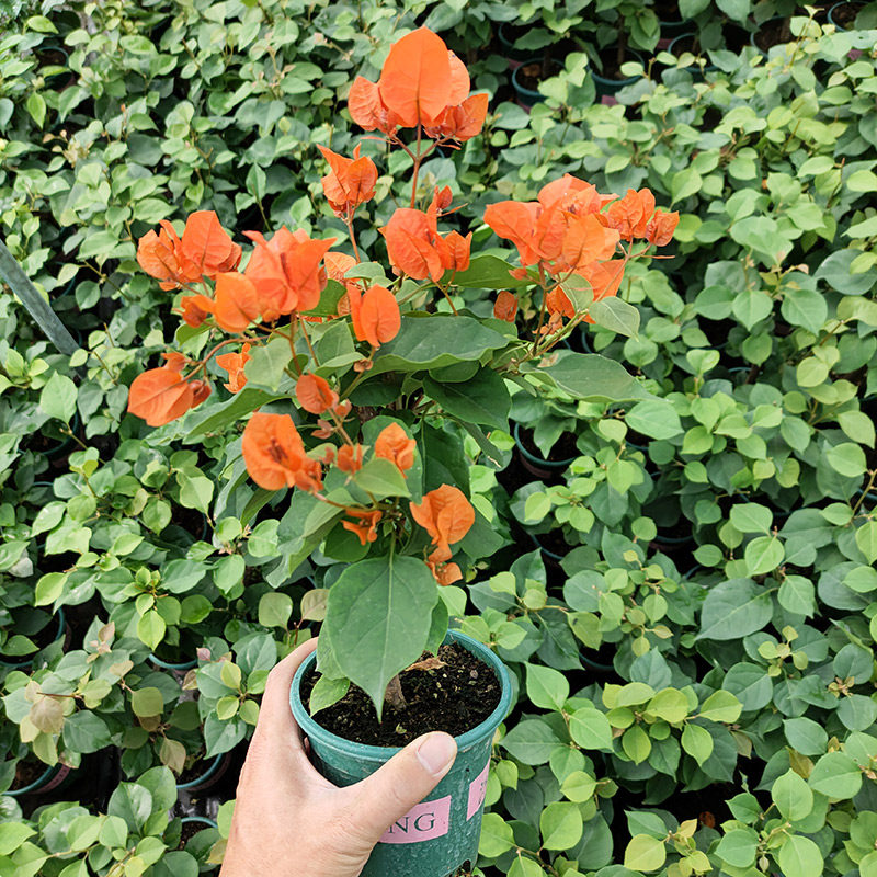 三角梅盆栽带花发货绿樱四季开花新品种重瓣红爬藤老桩苗漳红樱,淘宝优惠券,粉丝福利购,淘宝优惠卷