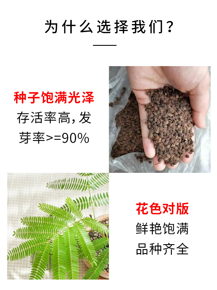 害羞草种子含羞草盆栽植物套餐阳台绿植花卉种子薄荷种籽四季易种 - 图3