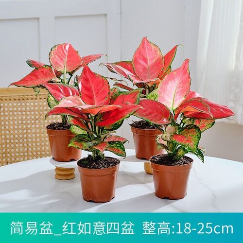 如意吉利红万年红水培植物室内水养花卉发财树富贵竹芋 - 图1