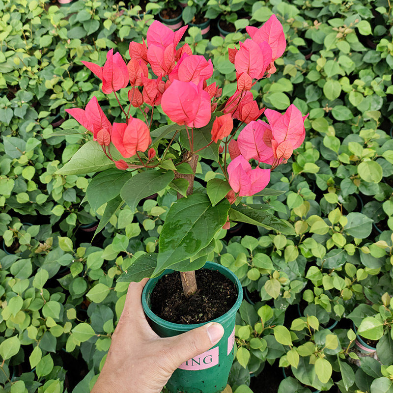 三角梅盆栽带花发货绿樱四季开花新品种重瓣红爬藤老桩苗漳红樱,淘宝优惠券,粉丝福利购,淘宝优惠卷