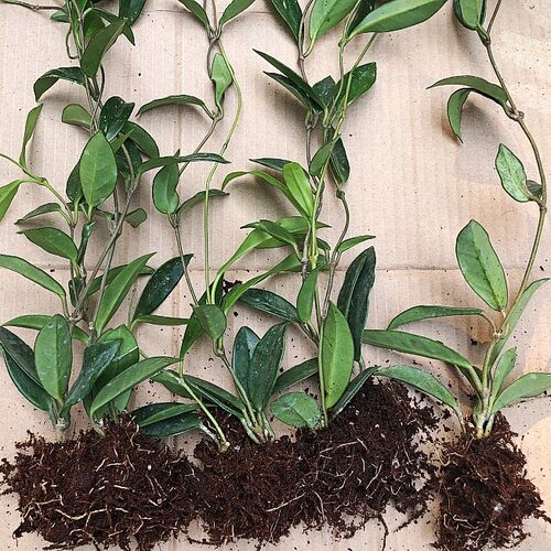 球兰盆栽绿植带花大苗四季开花卉室内爬藤绿叶心叶球兰植物吊兰卷 - 图2