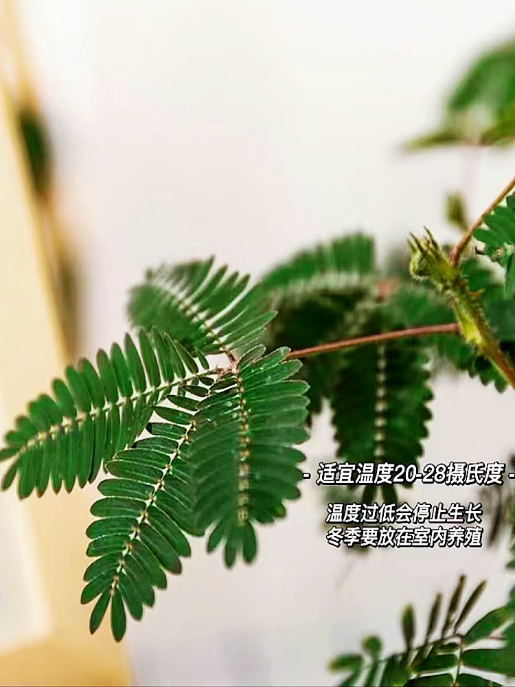 害羞草种子含羞草盆栽植物套餐阳台绿植花卉种子薄荷种籽四季易种 - 图1