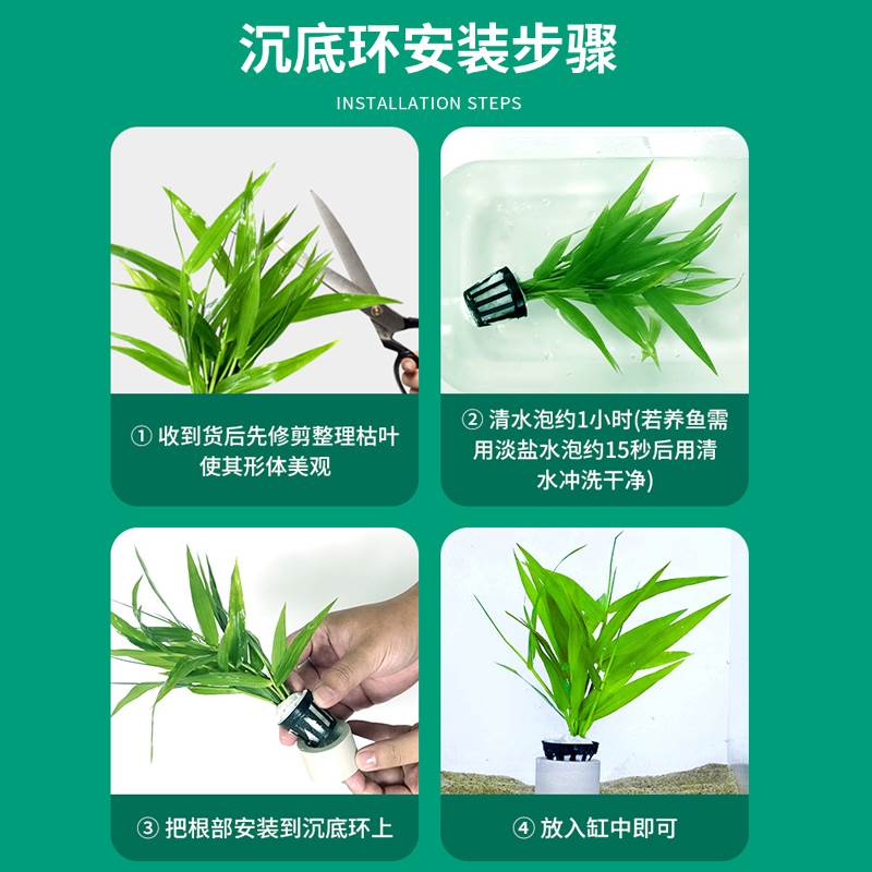 南美青竹水草植物真草鱼缸水草造景水族活净水阴性新手懒造景套餐-图2