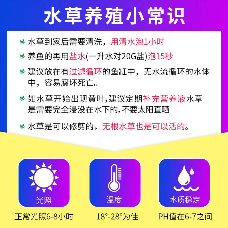 南美青竹水草植物真草鱼缸水草造景水族活净水阴性新手懒造景套餐-图1