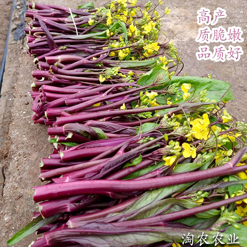 红菜薹种子红菜苔种子红菜心庭院家庭种植蔬菜籽菜心种子芥兰-图2