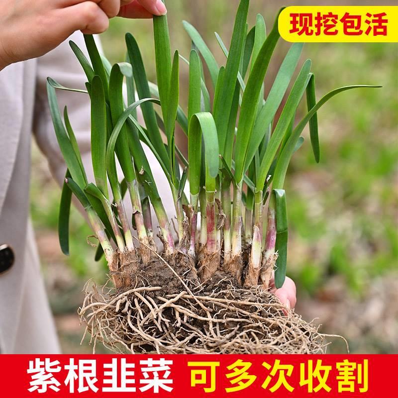 韭菜根苗现挖紫根宽叶韭菜秧苗种子红根大叶四季阳台盆栽蔬菜苗籽 - 图1