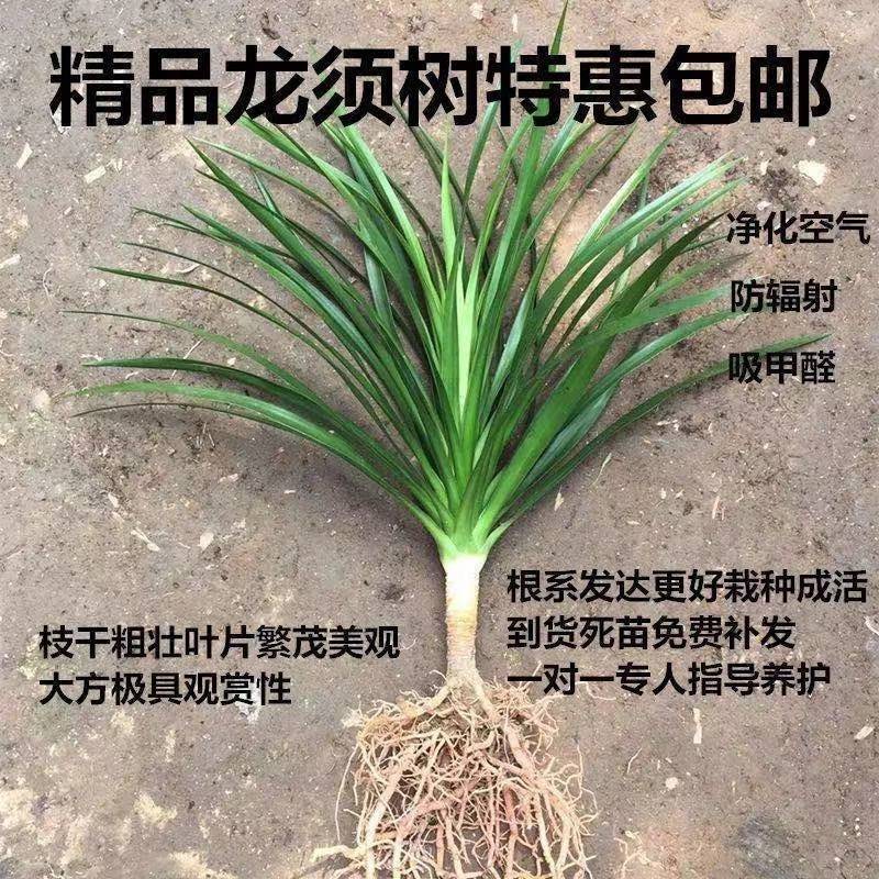 大型龙须树盆栽龙铁树多头龙血树大型绿龙须铁植室内客厅好养阳光-图3