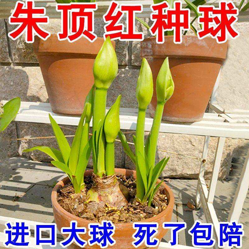 进口荷兰特大朱顶红】室内家庭水培耐寒四季开花庭院阳台盆栽花卉 - 图0