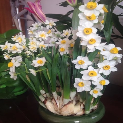 漳州水仙花种球特级水养球根种子 水仙水培大球室内外花种盆栽花卉 强强联合家居专营店 淘优券