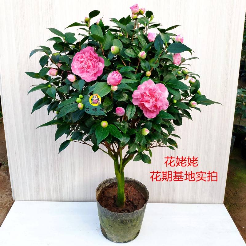 香妃茶花盆栽浓香型山茶花树苗室内庭院花卉好养大棵四季桂花促销 - 图1