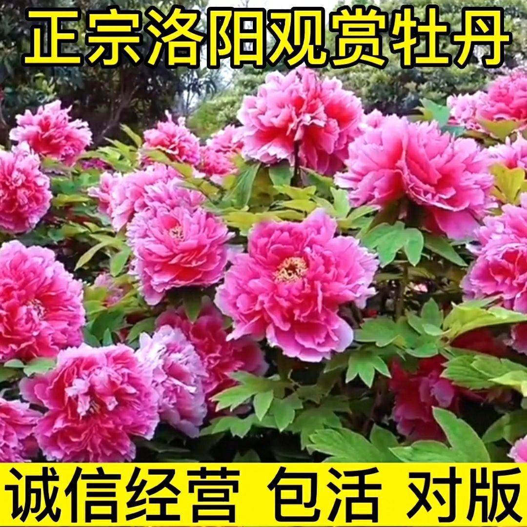 【洛阳发货】牡丹花苗带芽发货正宗洛阳观赏牡丹重瓣花卉庭院盆栽-图0