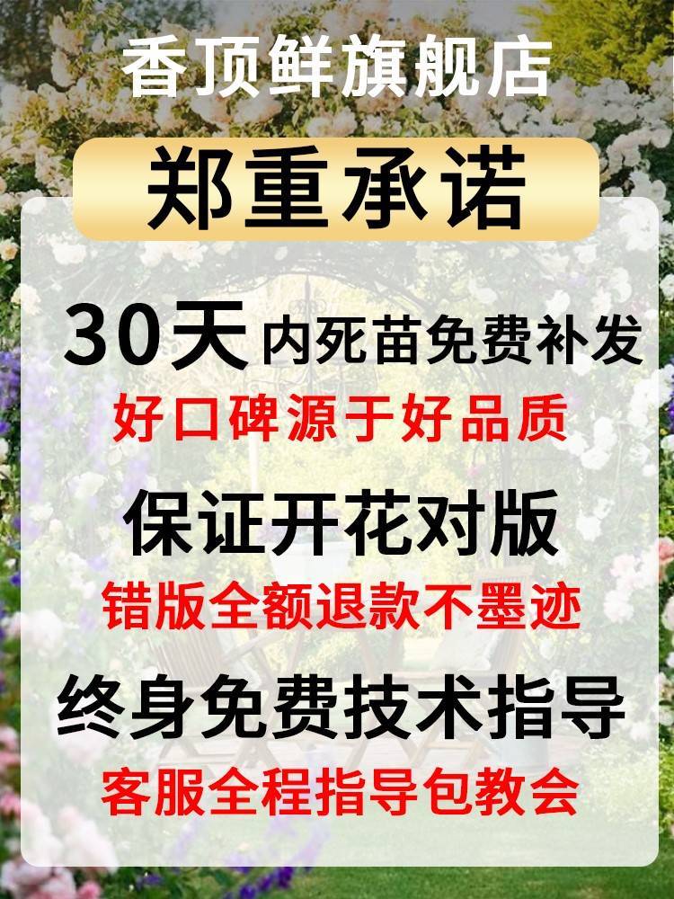 大花蕙兰带花苞兰花苗新年宵花盆栽惠兰喜庆春节花卉植物室内客厅 - 图3