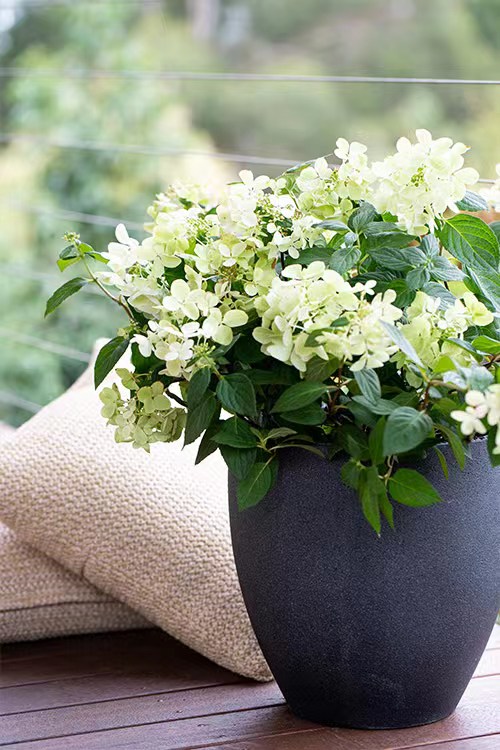 北极熊活力青柠夏日美人石灰灯银河花火圆锥绣球满25包邮,淘宝优惠券,粉丝福利购,淘宝优惠卷