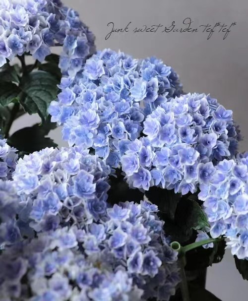 绣球一加仑,淘宝优惠券,粉丝福利购,淘宝优惠卷