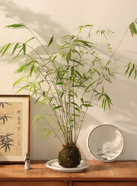 苔藓球陶瓷小花盆托盘中古