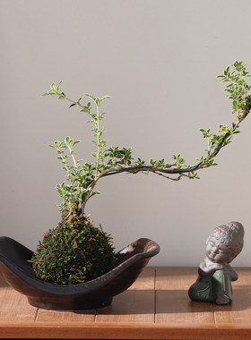 苔藓球陶瓷花盆水培蕨类植