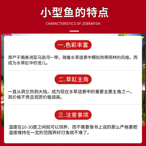 热带观赏鱼荧光斑马鱼孔雀鱼灯科红绿灯鱼小型活鱼冷水鱼淡水好养-图2