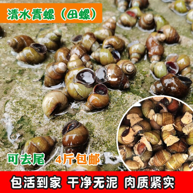 淡水螺叫什么,北方常见的淡水螺,淡水螺的种类_大山谷图库