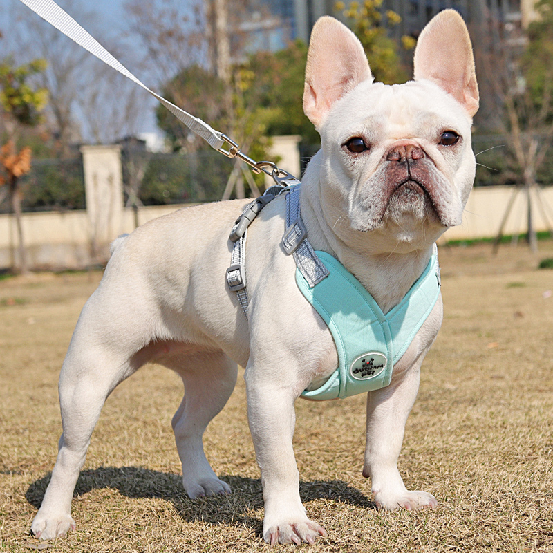 背心式狗狗牵引绳中小型犬泰迪柯基柴犬胸背带法斗狗链外出遛狗绳 - 图0