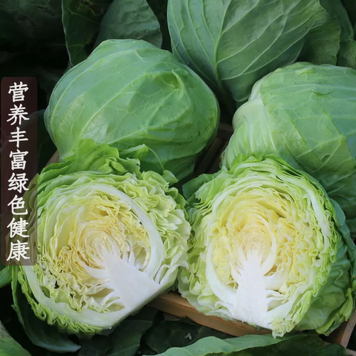 新鲜蔬菜绿甘蓝卷心菜大头菜包心菜圆包菜沙拉菜生吃9斤产地直销 - 图2