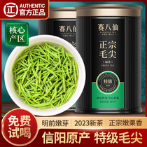 Race Eight Immortals 2023 New tea Mao tip tea Xinyang green tea Ming Former special grade tender bud A concentrated fragrant type bulk hair sharp tea