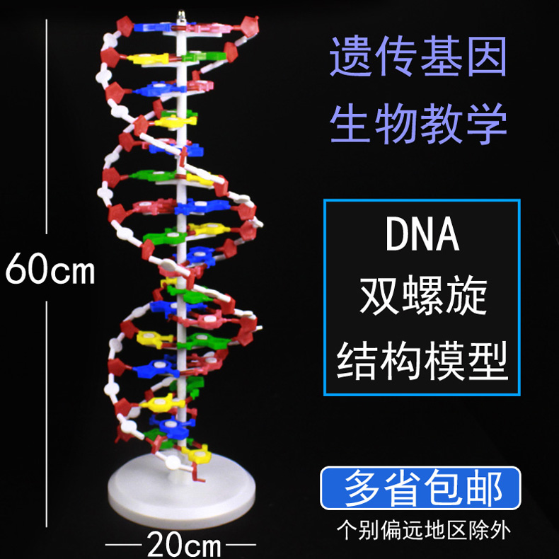 学生用DNA分子双螺旋结构模型CGAT碱基对手工DIY小制作遗传基因小学科学初中高中生物生命科学教学仪器器材-图3