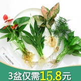 Гидропонное растение зеленые растения Гидравлический гидравлический белый пальмот горшок горшок с бамбуком бамбук зеленый укроп. Четыре сезона богатых воды и богатых.