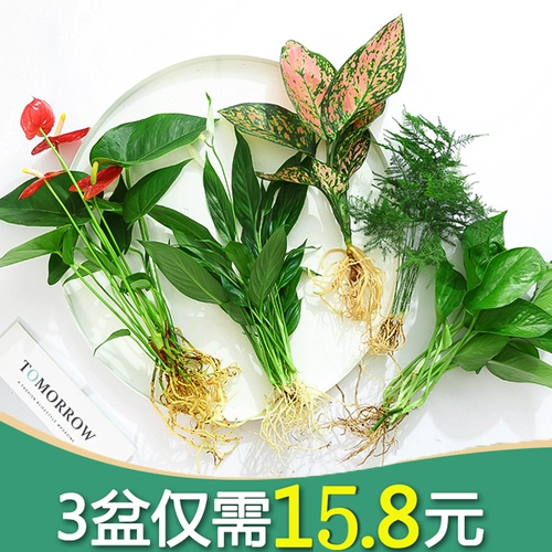 Гидропонное растение зеленые растения Гидравлический гидравлический белый пальмот горшок горшок с бамбуком бамбук зеленый укроп. Четыре сезона богатых воды и богатых.