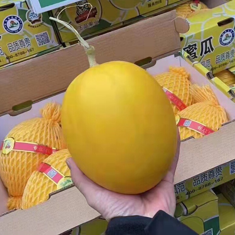 现货海南王品蜜瓜黄金蜜瓜新鲜水果皇品蜜瓜原箱大果约16斤顺丰