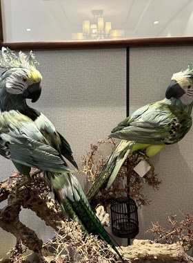 小鸟仿真羽毛鹦鹉家居装饰橱窗摆件高度60cm