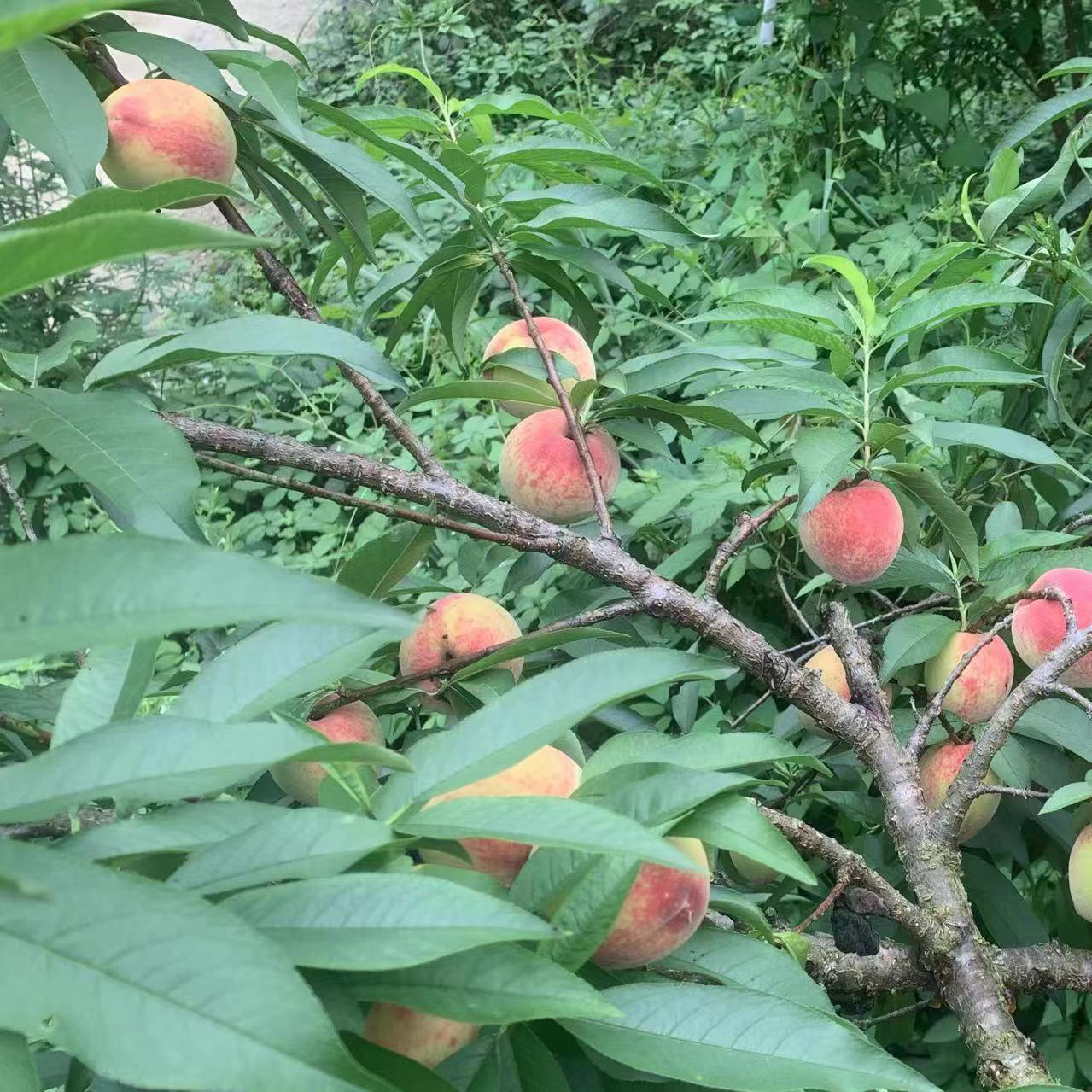 贵州血桃子新鲜水果四月桃现摘脆甜毛桃百花桃应季白花桃孕妇酸果 - 图2