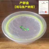 Zebrafish Spawning Box Breeding Box Zebra Fish Breeding Net Isolated Box Incubators Isolated Zebra Hatchery Quarantines