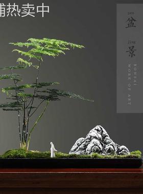 创意办公室摆件微景观文竹苔藓水培花盆景绿植客厅茶室桌面装饰品