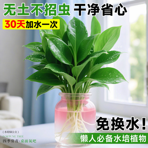 水培大叶金钻绿植绿公主盆栽带花苞室内纯水养植物办公室桌面花卉 - 图1