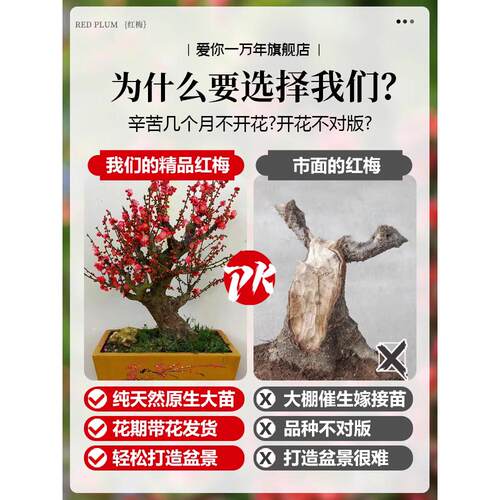 原生红梅花盆栽树苗老桩盆景阳台庭院绿植物浓香花卉耐寒四季腊梅 - 图0