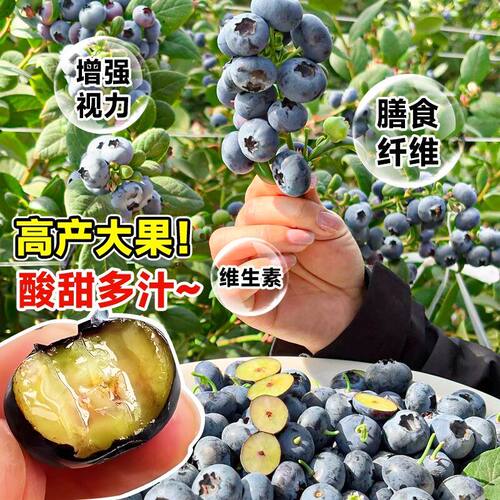 蓝莓树果苗盆栽蓝莓树苗果期带果草莓室内耐寒南北方四季结果 - 图3