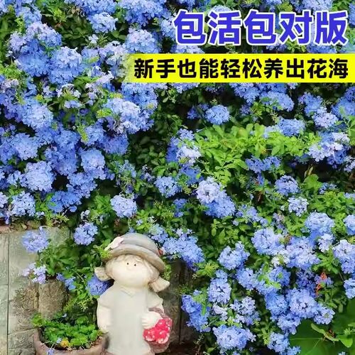 棒棒糖蓝雪花盆栽带花苞大苗阳台花卉绿植物四季开花好养独杆老桩 - 图2